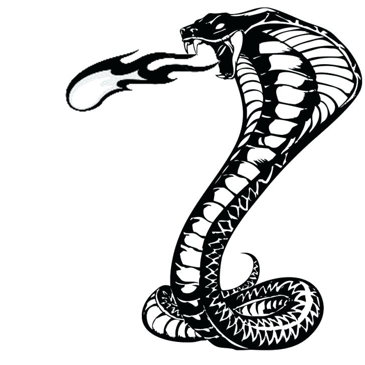 Snake Drawing Professional Artwork