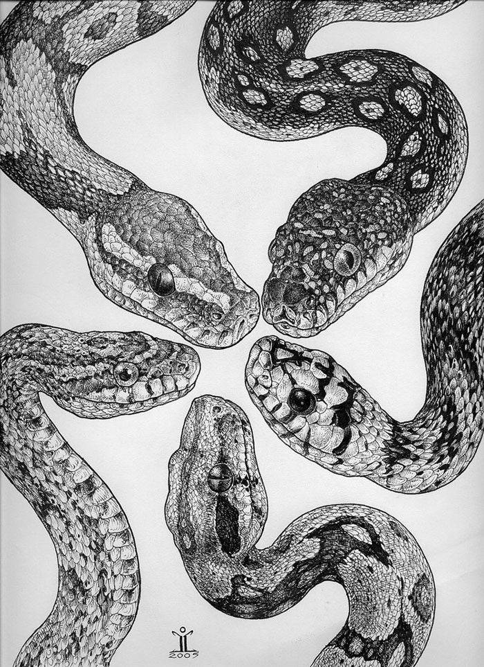 Snake Drawing Sketch