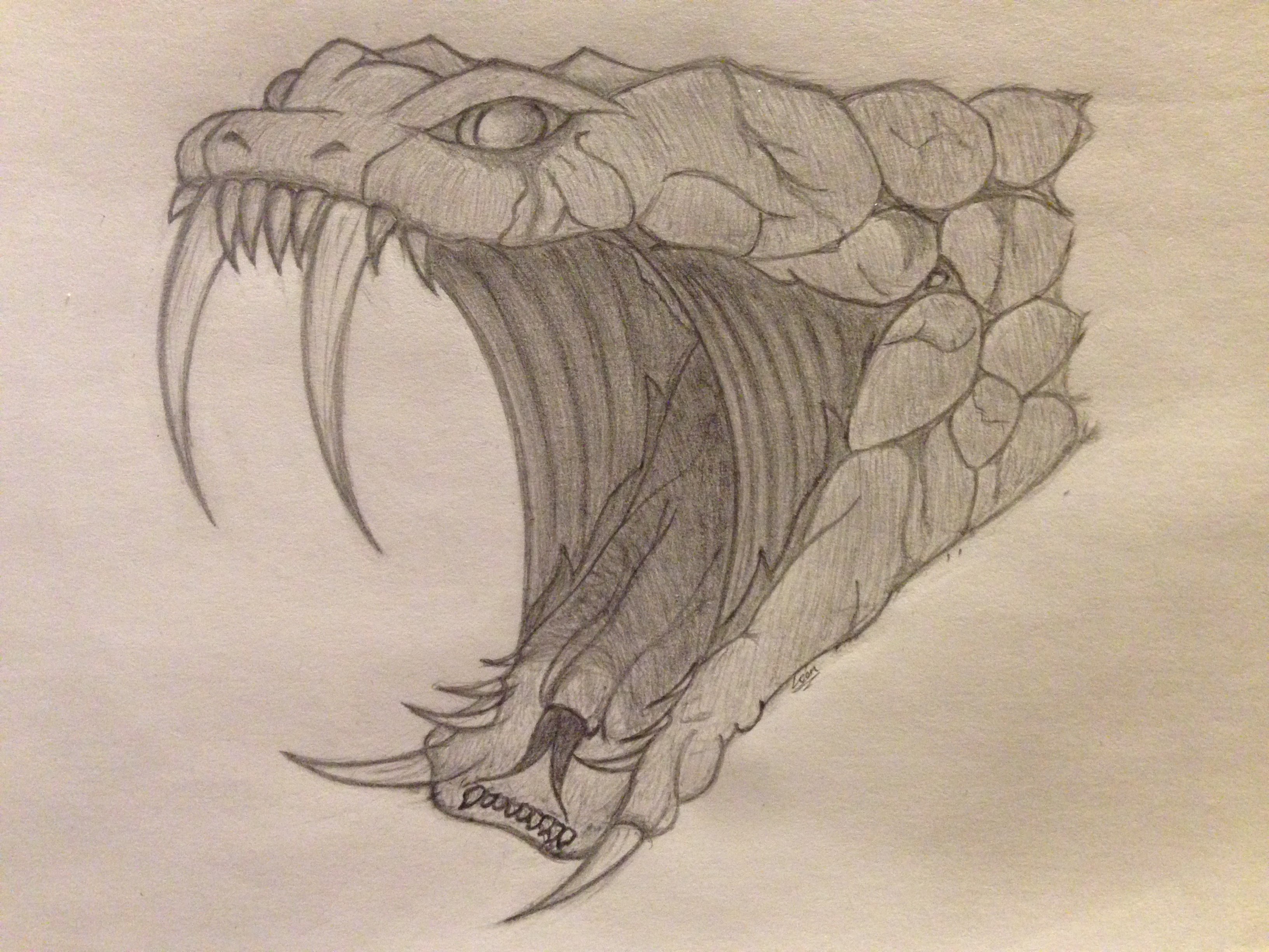 Snake Head Drawing Artistic Sketching