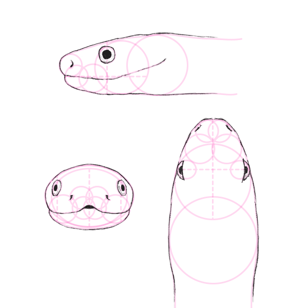 Snake Head Drawing Hand Drawn