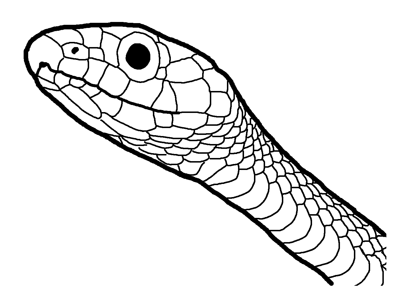 Snake Head Drawing Intricate Artwork