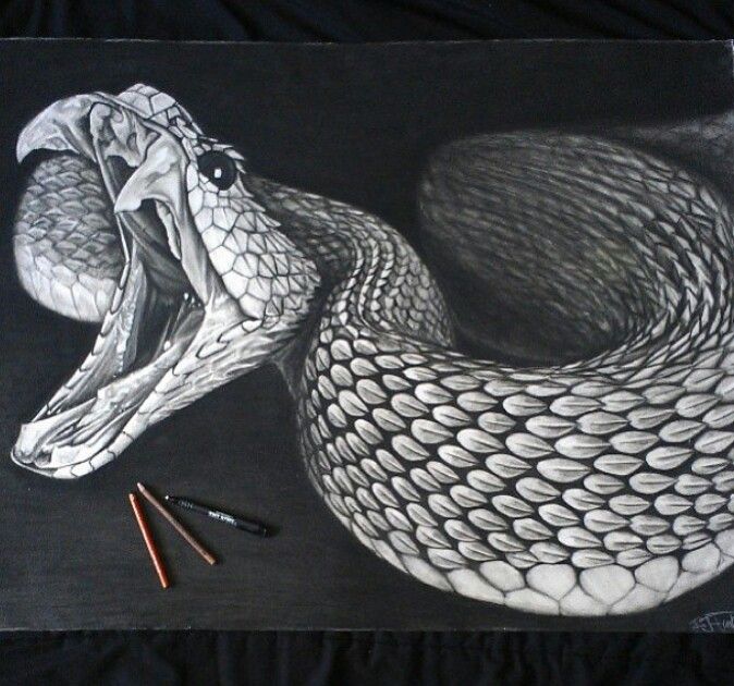 Snake Head Drawing Realistic Sketch