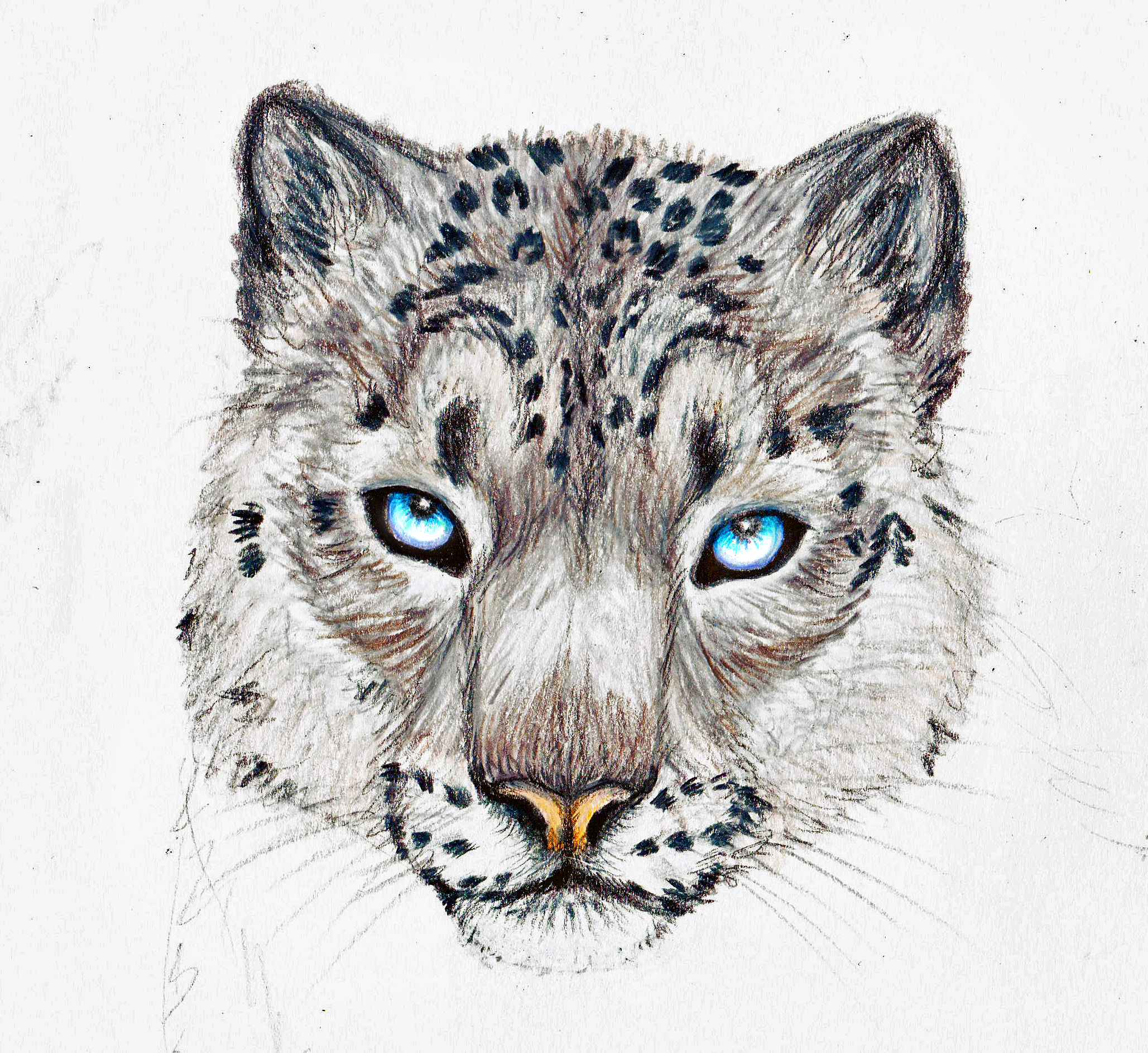 Snow Leopard Drawing Amazing Sketch