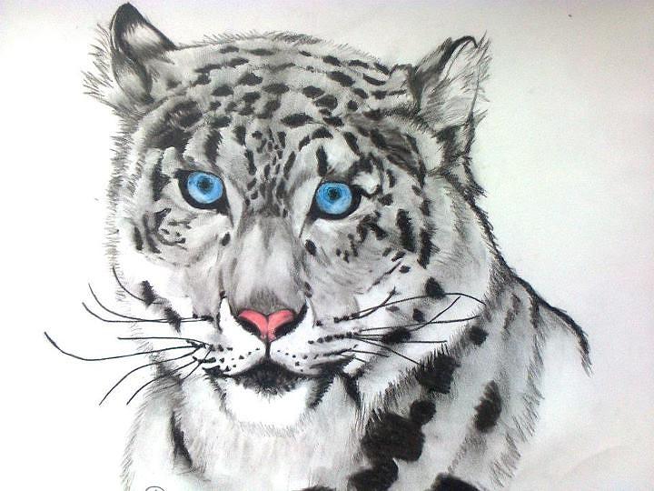 Snow Leopard Drawing Art
