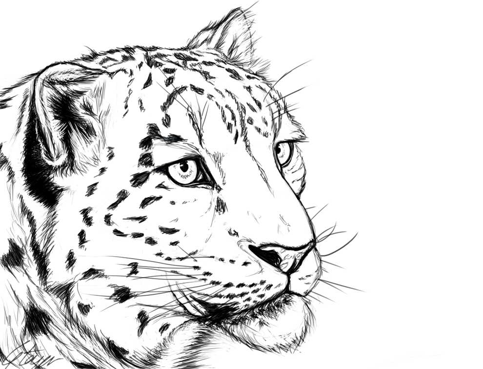 Snow Leopard Drawing Artistic Sketching