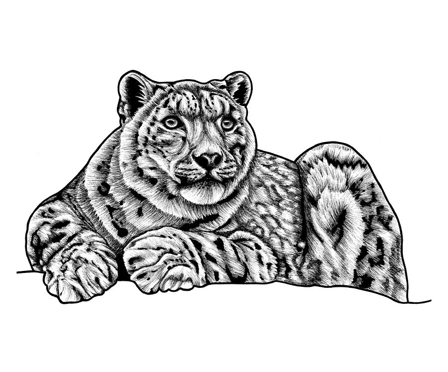 Snow Leopard Drawing Beautiful Artwork