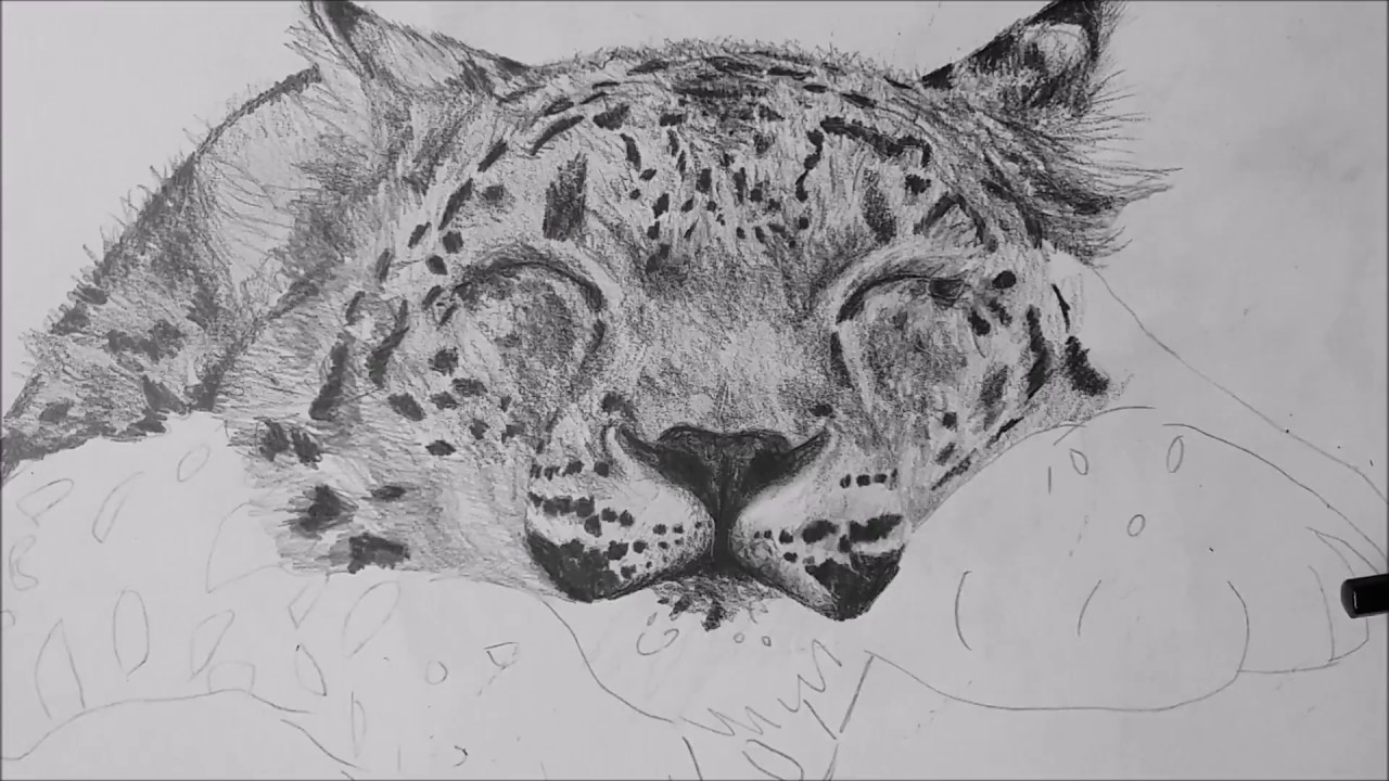 Snow Leopard Drawing Creative Style