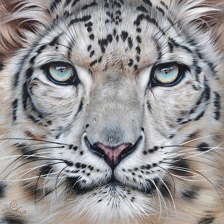 Snow Leopard Drawing Fine Art