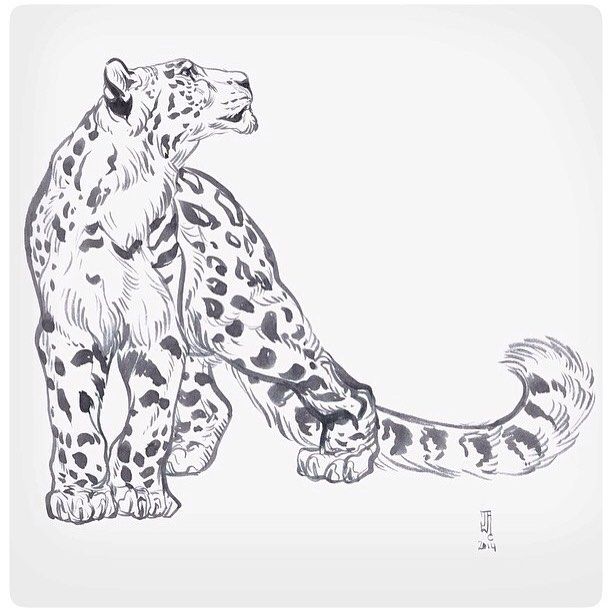 Snow Leopard Drawing Hand Drawn Sketch