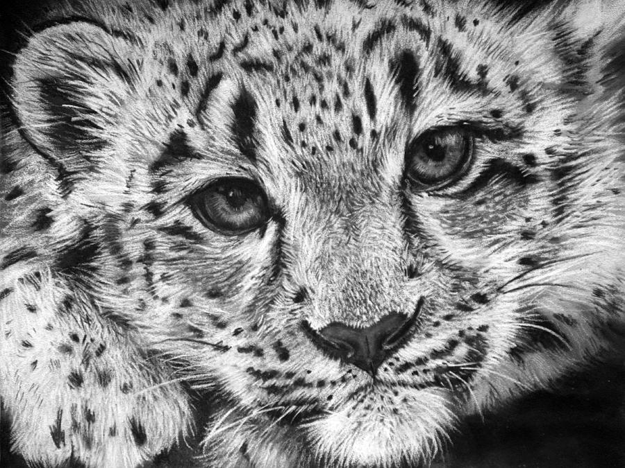 Snow Leopard Drawing Hand Drawn