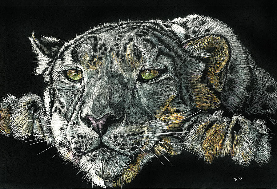 Snow Leopard Drawing Image