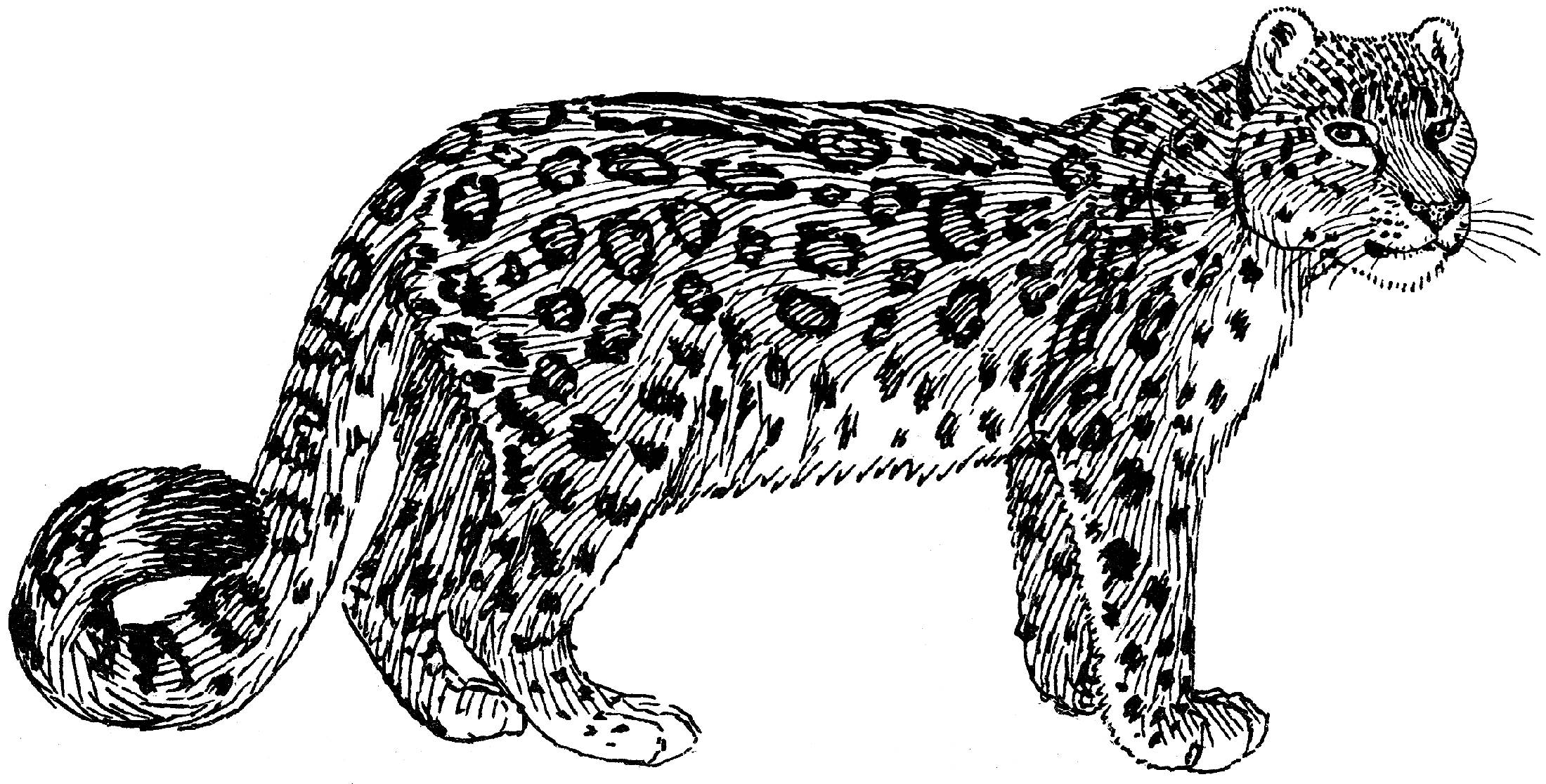 Snow Leopard Drawing Modern Sketch