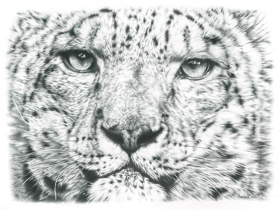 Snow Leopard Drawing Photo