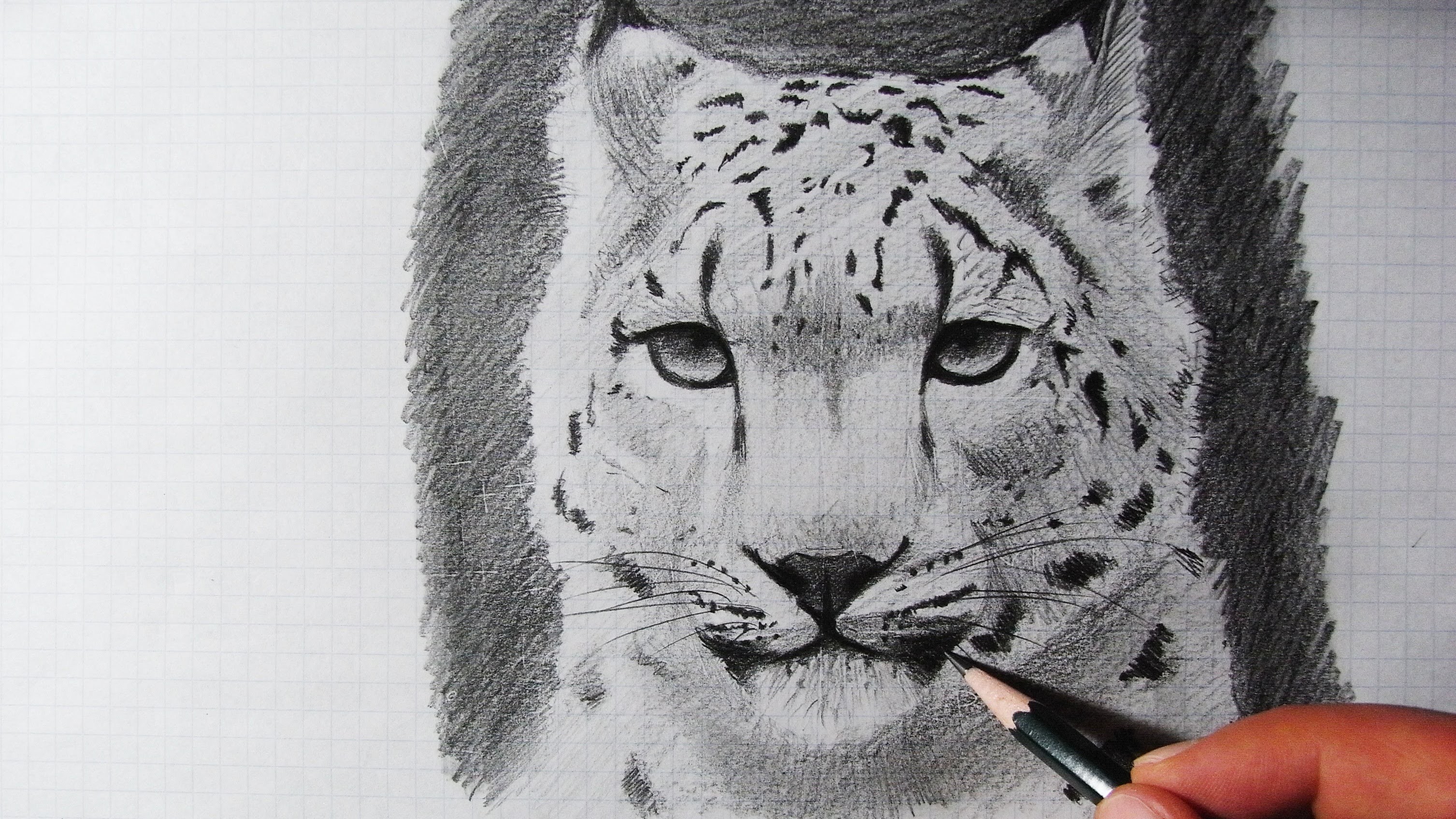 Snow Leopard Drawing Picture