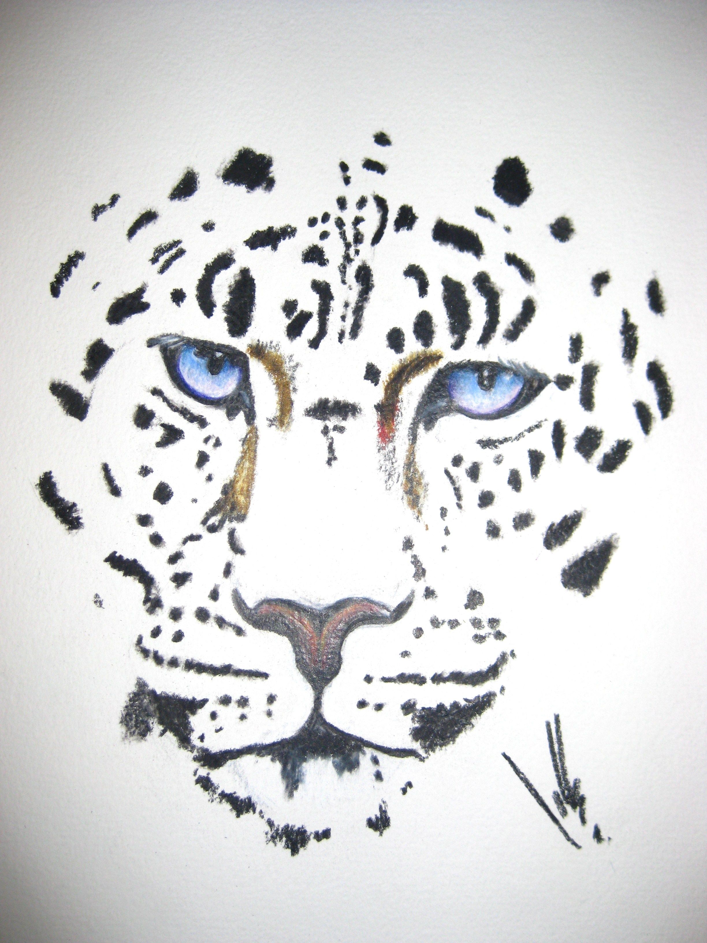 Snow Leopard Drawing Realistic Sketch