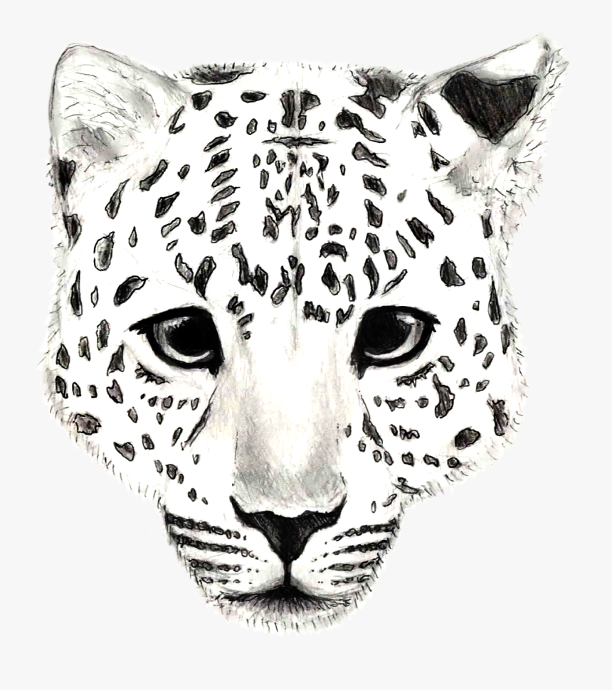 Snow Leopard Drawing Sketch