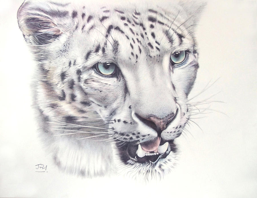 Snow Leopard Drawing Unique Art