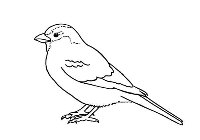 Sparrow Drawing Fine Art
