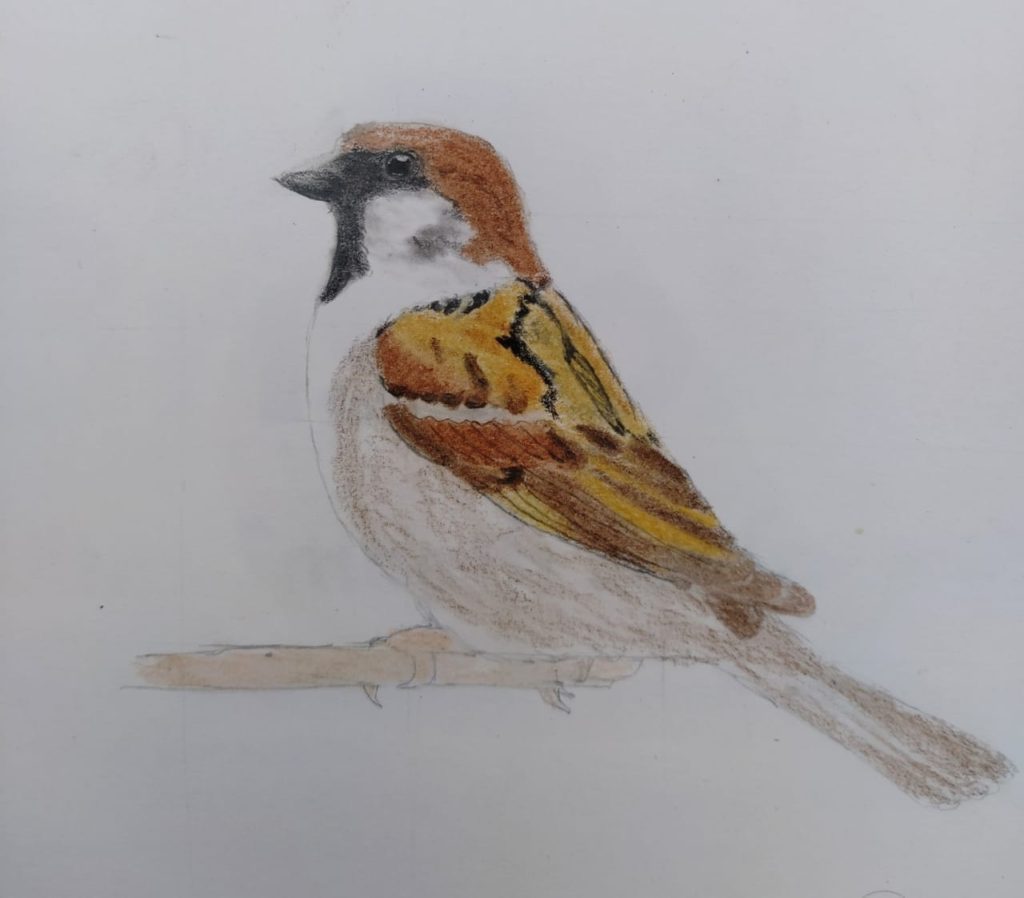 Sparrow Drawing Photo