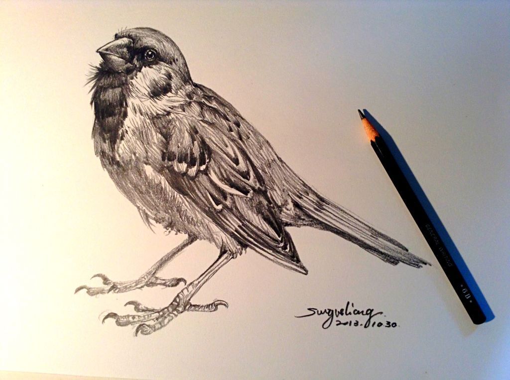 Sparrow Drawing Stunning Sketch