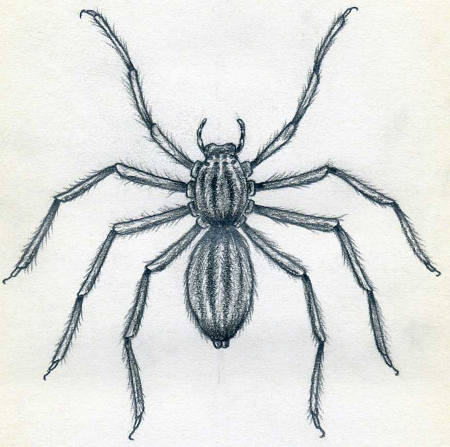 Spider Drawing Artistic Sketching