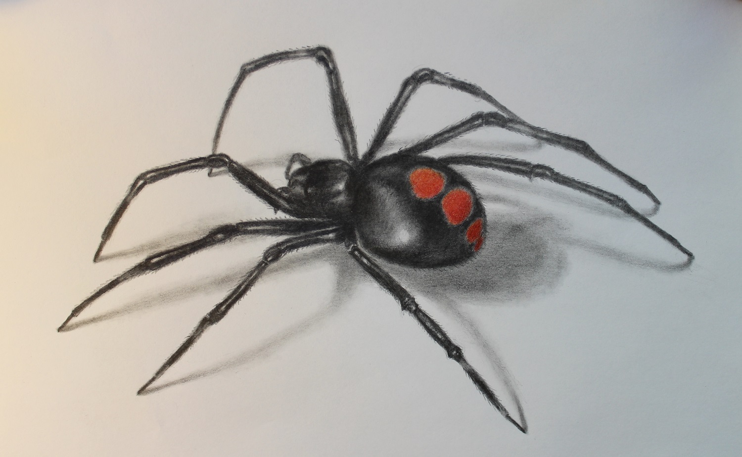 Spider Drawing Creative Style