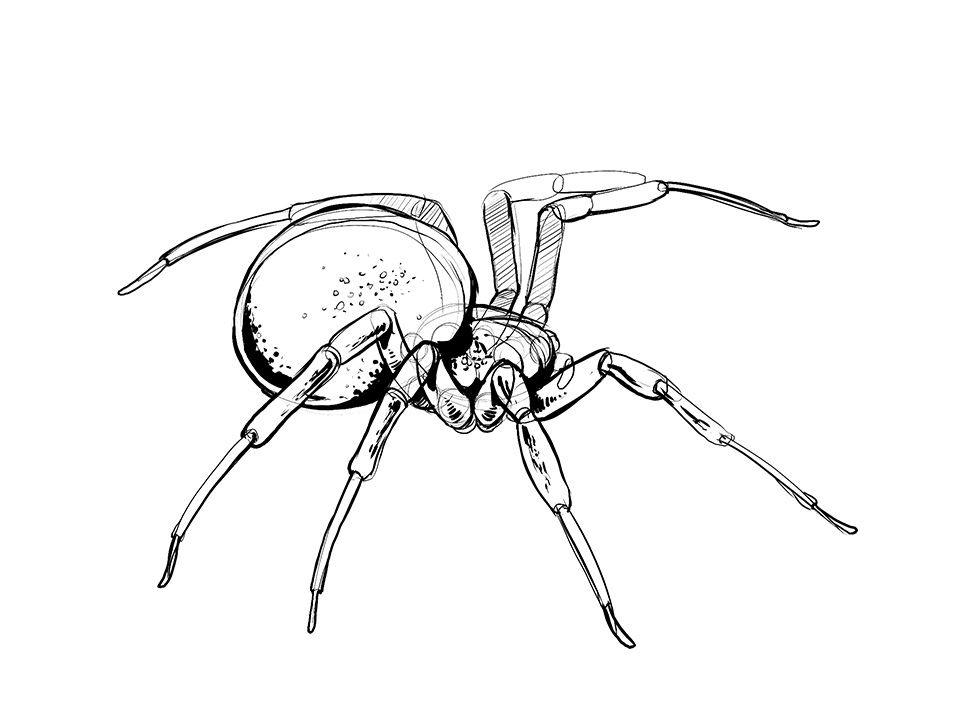 Spider Drawing Detailed Sketch