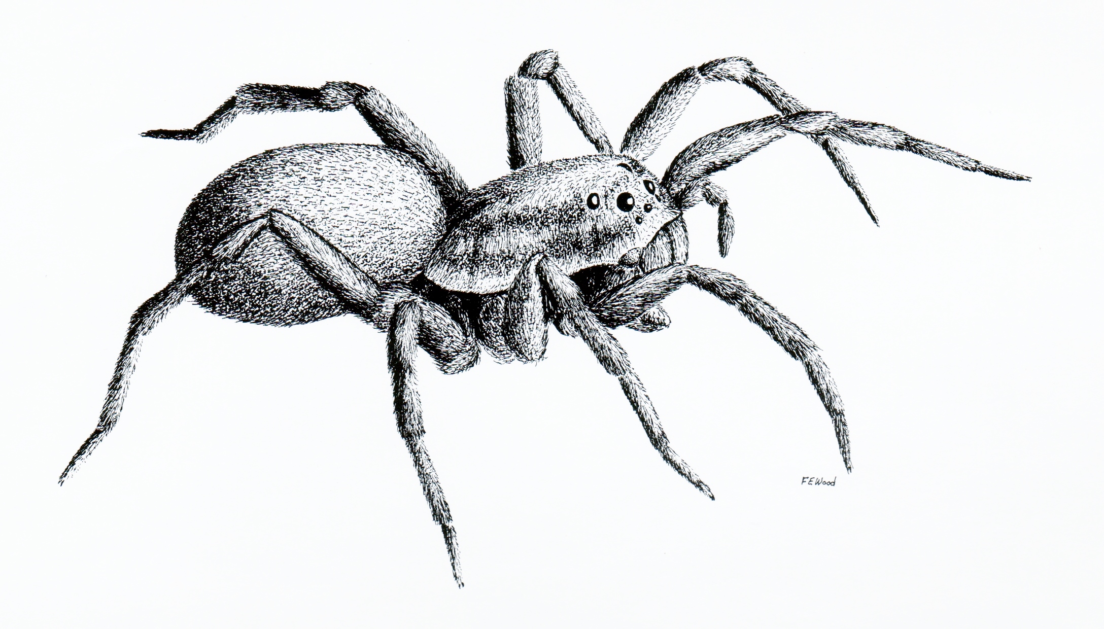 Spider Drawing Hand Drawn