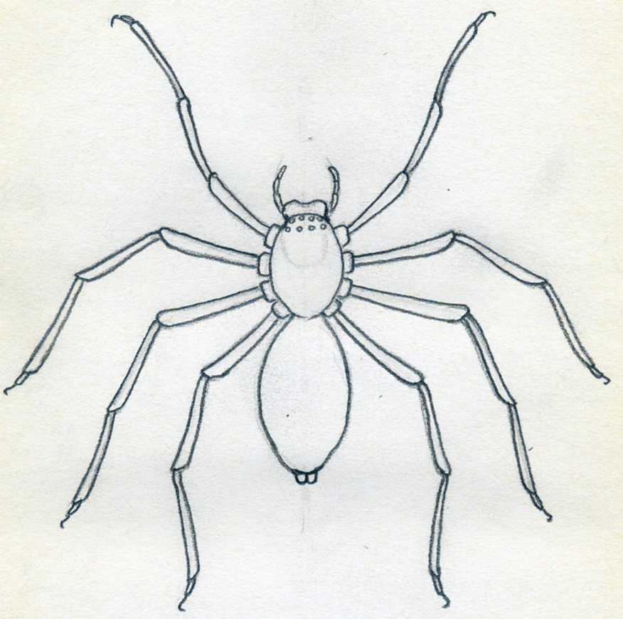 Spider Drawing Image