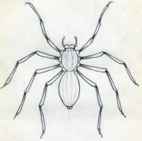 Spider Drawing Modern Sketch
