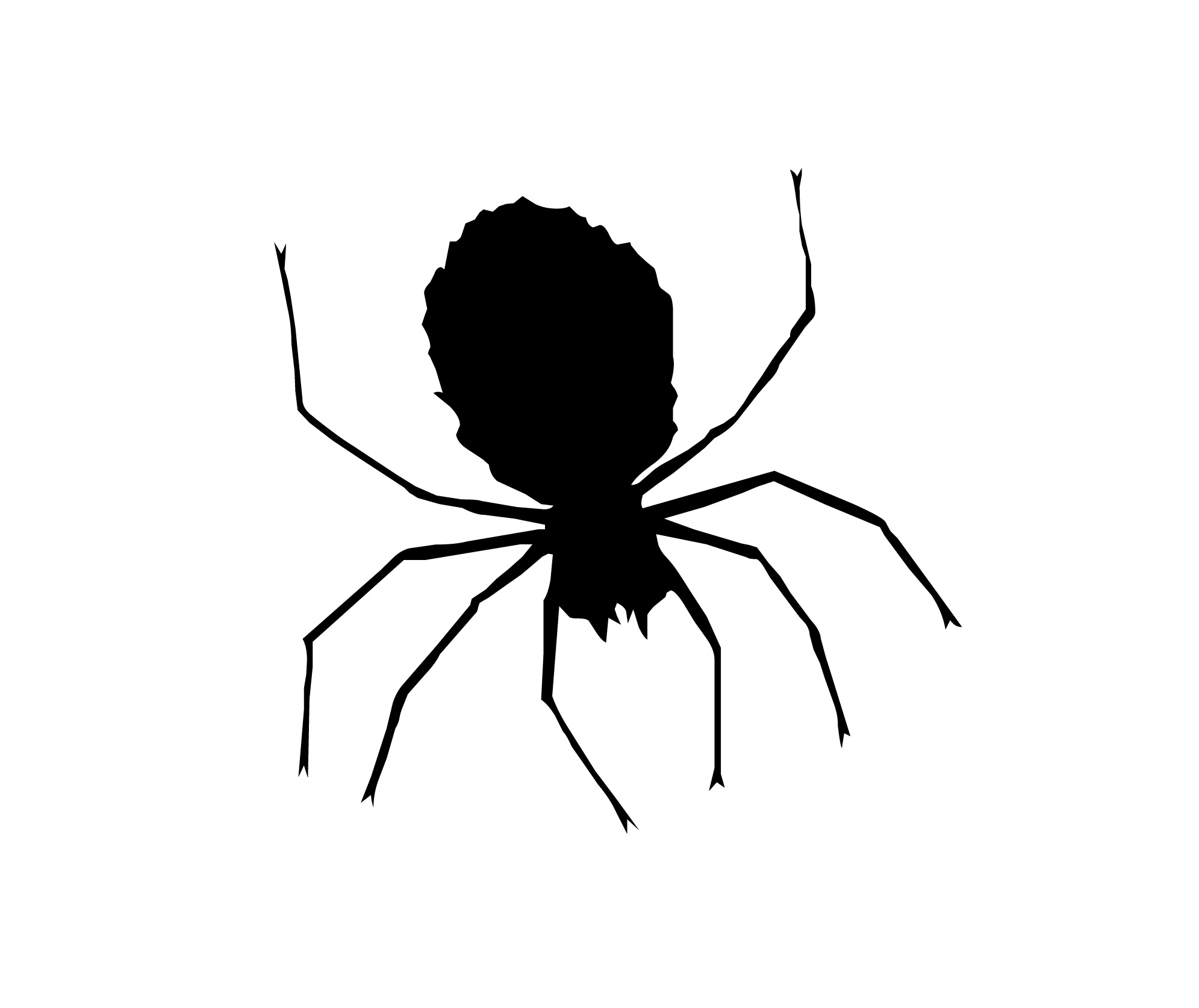 Spider Drawing Stunning Sketch