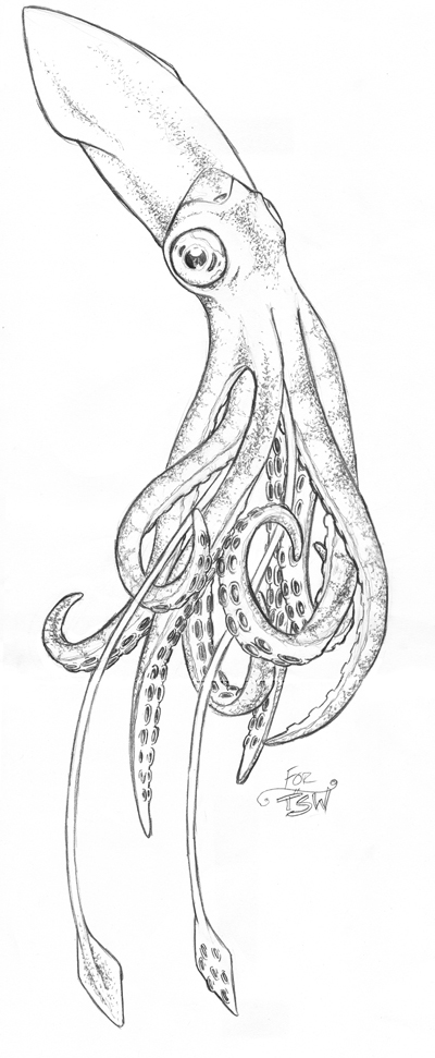 Squid Drawing Artistic Sketching