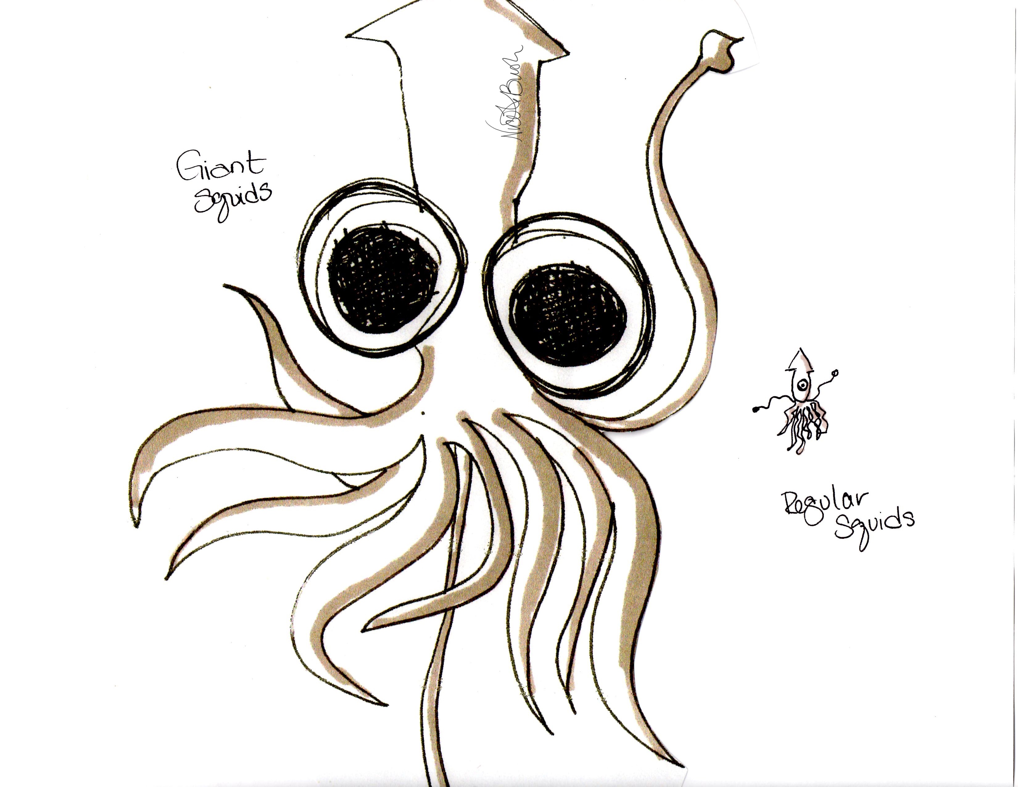 Squid Drawing Detailed Sketch