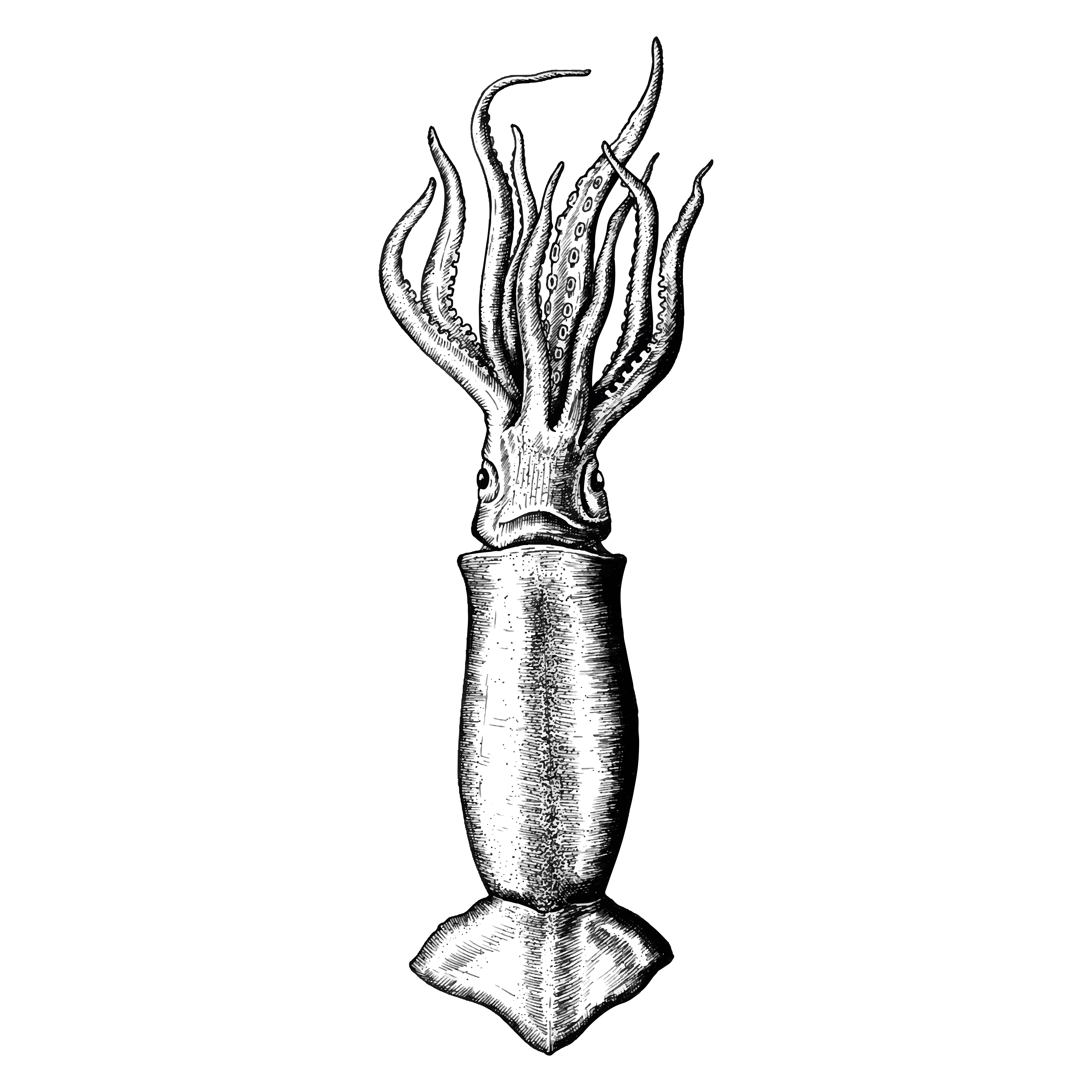 Squid Drawing Hand Drawn Sketch