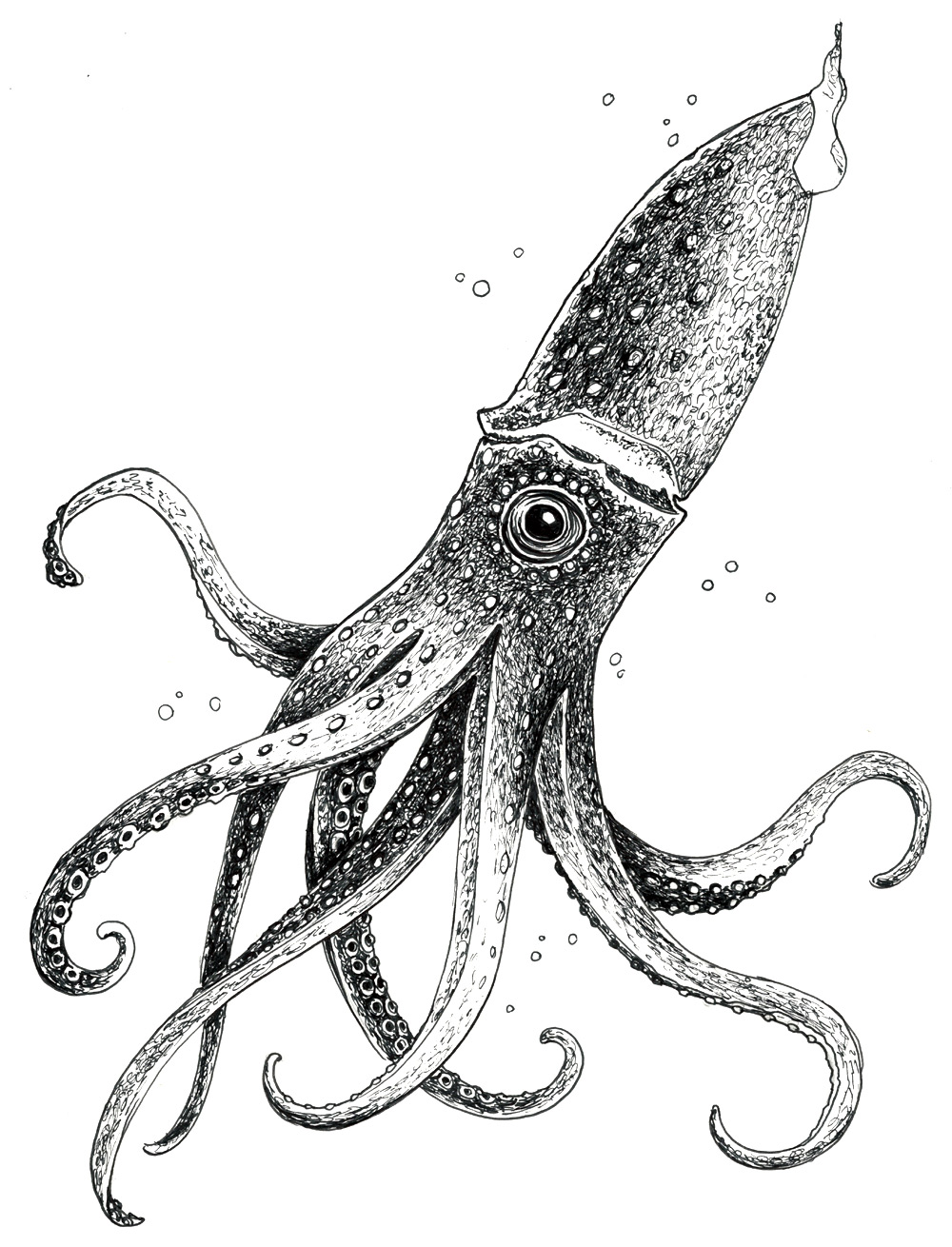 Squid Drawing Image
