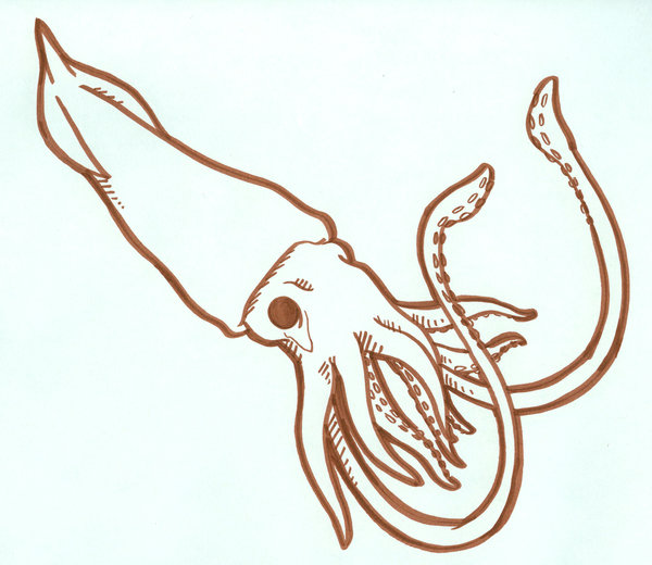 Squid Drawing Photo