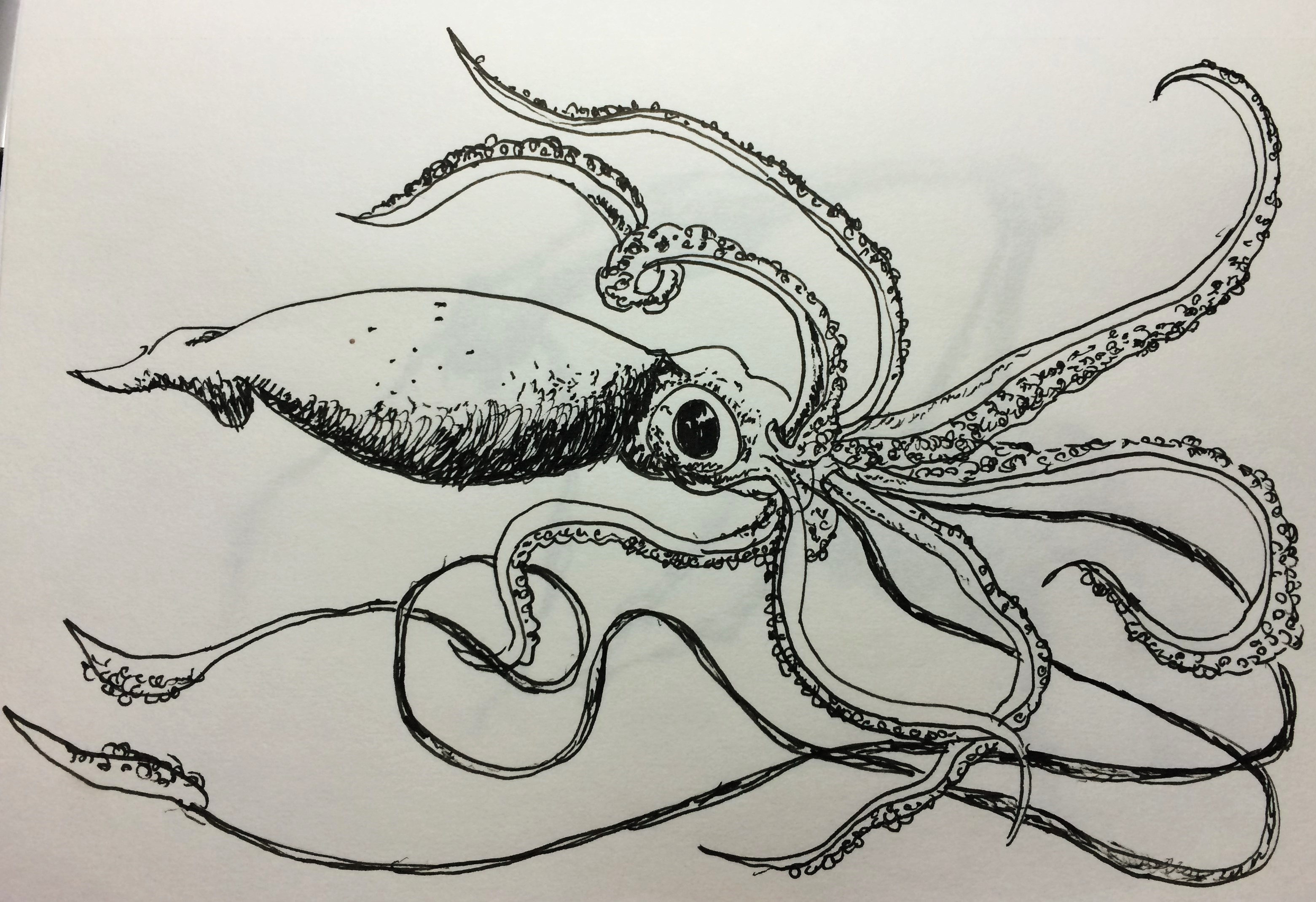 Squid Drawing Picture