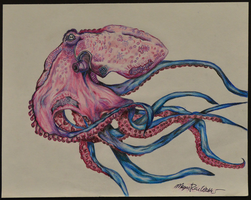 Squid Drawing Professional Artwork