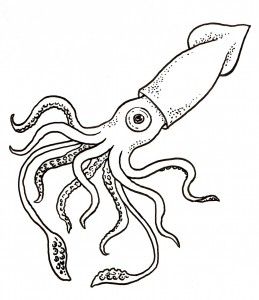 Squid Drawing Realistic Sketch
