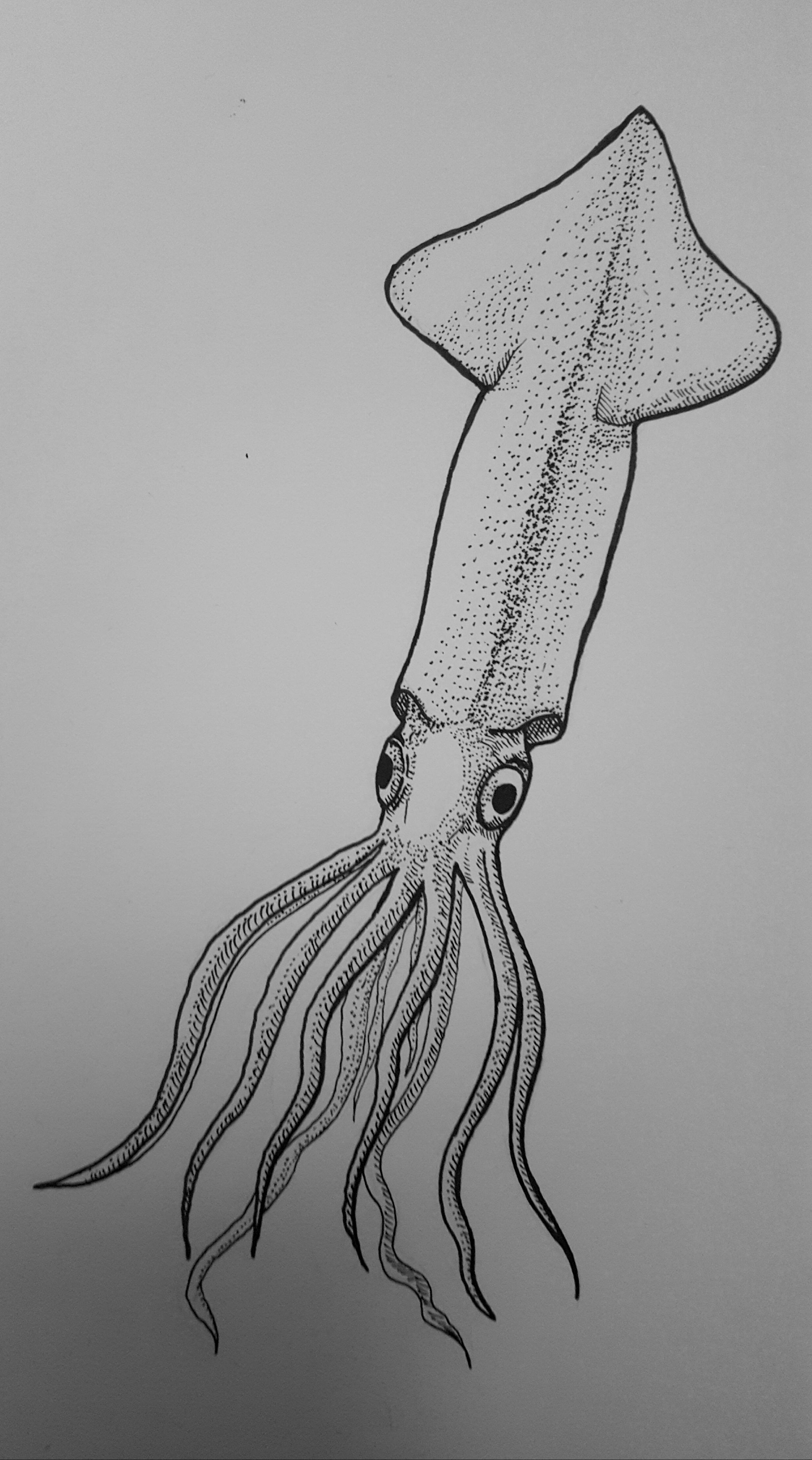 Squid Drawing Sketch