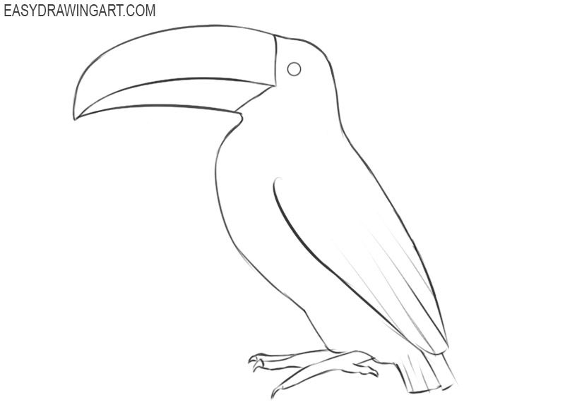 Toucan Drawing Fine Art