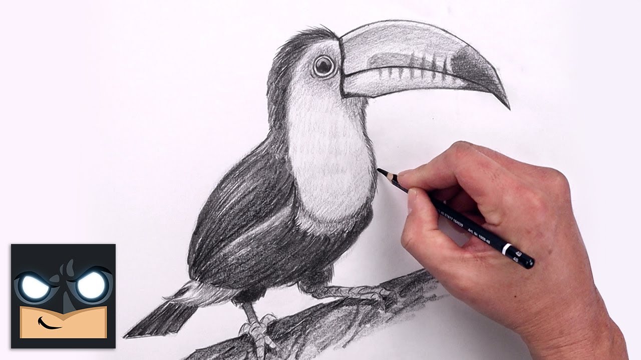 Toucan Drawing Modern Sketch