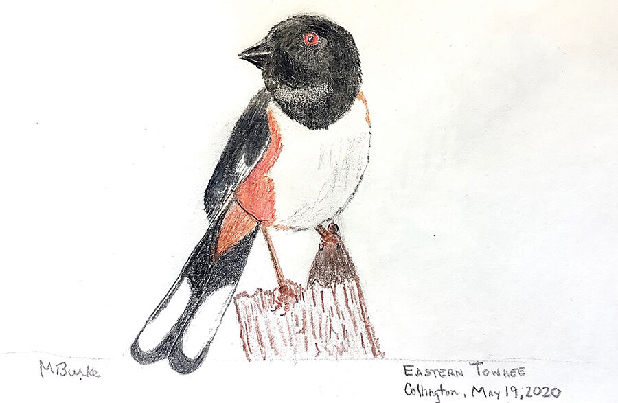 Towhee Drawing Detailed Sketch