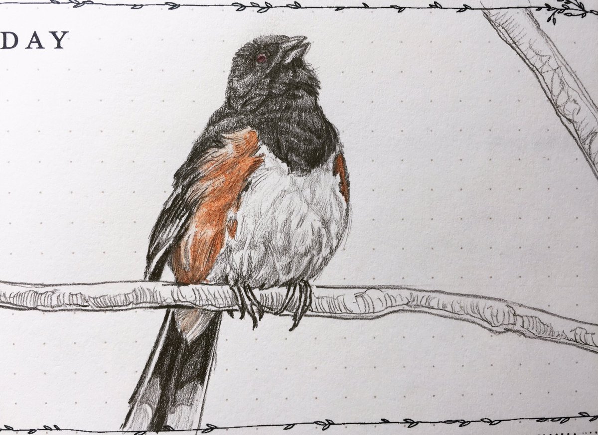 Towhee Drawing Picture