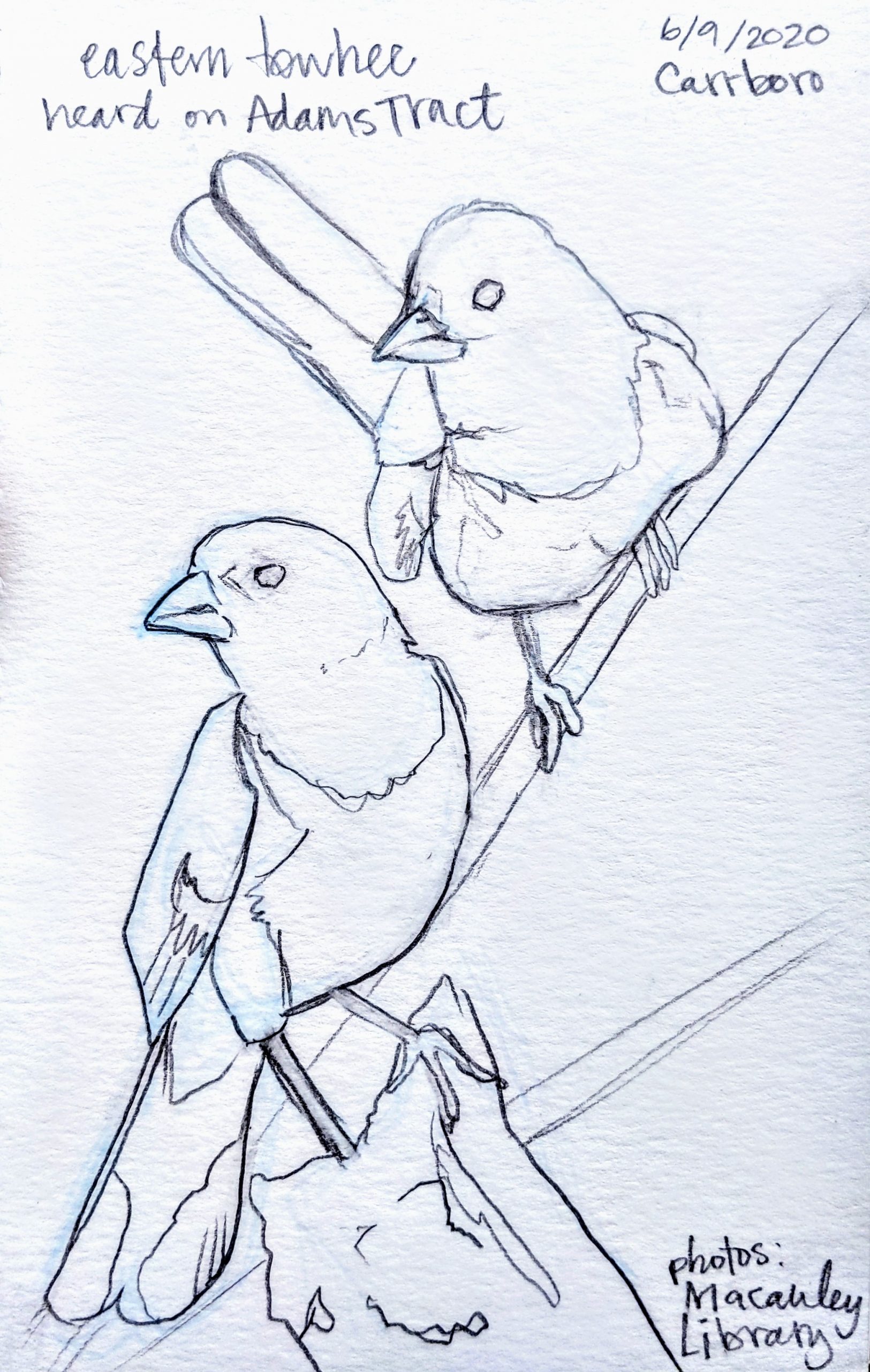 Towhee Drawing Realistic Sketch