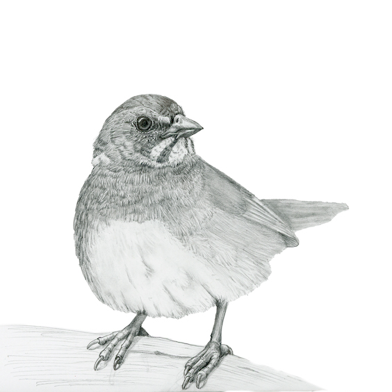 Towhee Drawing Unique Art