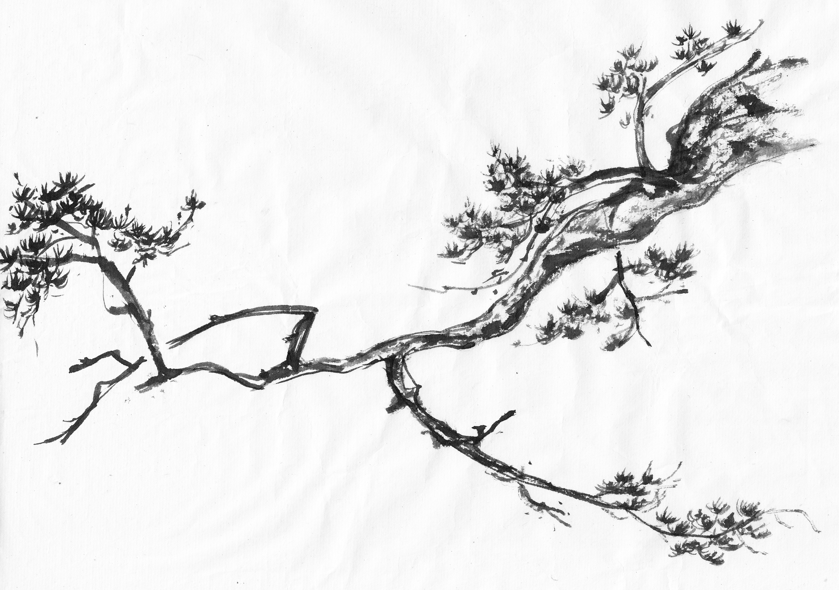Tree Branch Drawing Picture