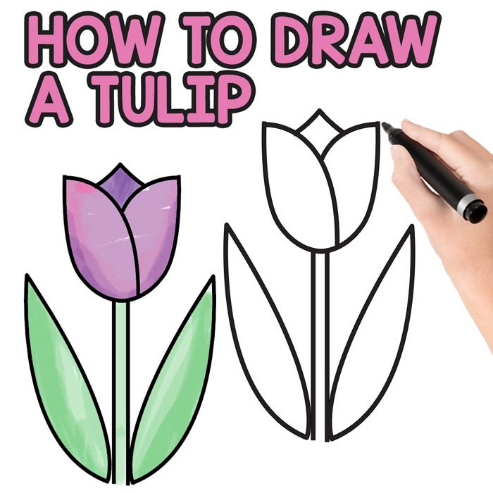 Tulips Drawing Amazing Sketch