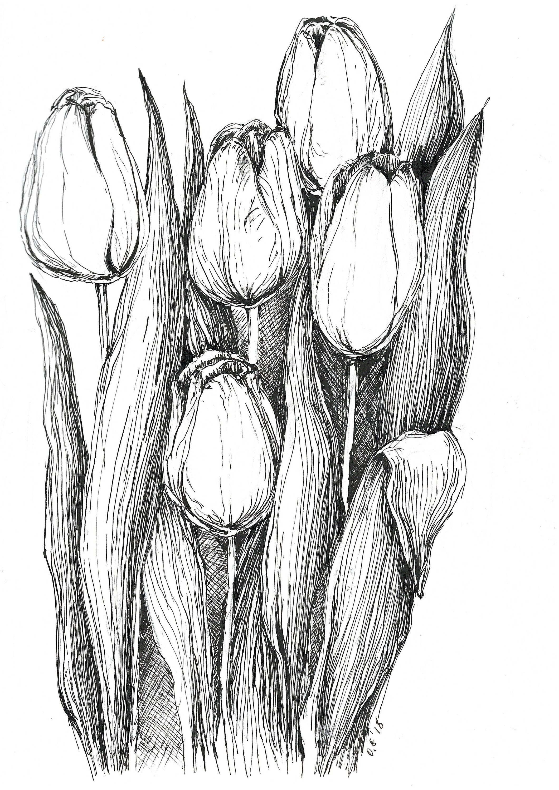 Tulips Drawing Detailed Sketch
