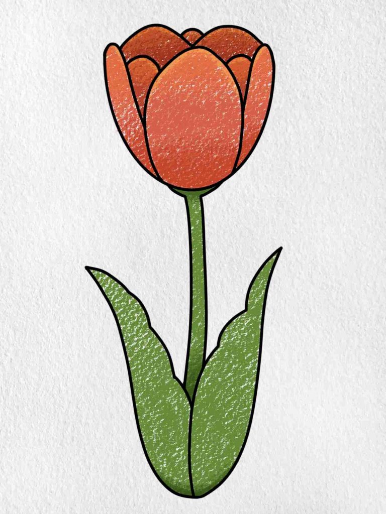 Tulips Drawing Hand Drawn Sketch